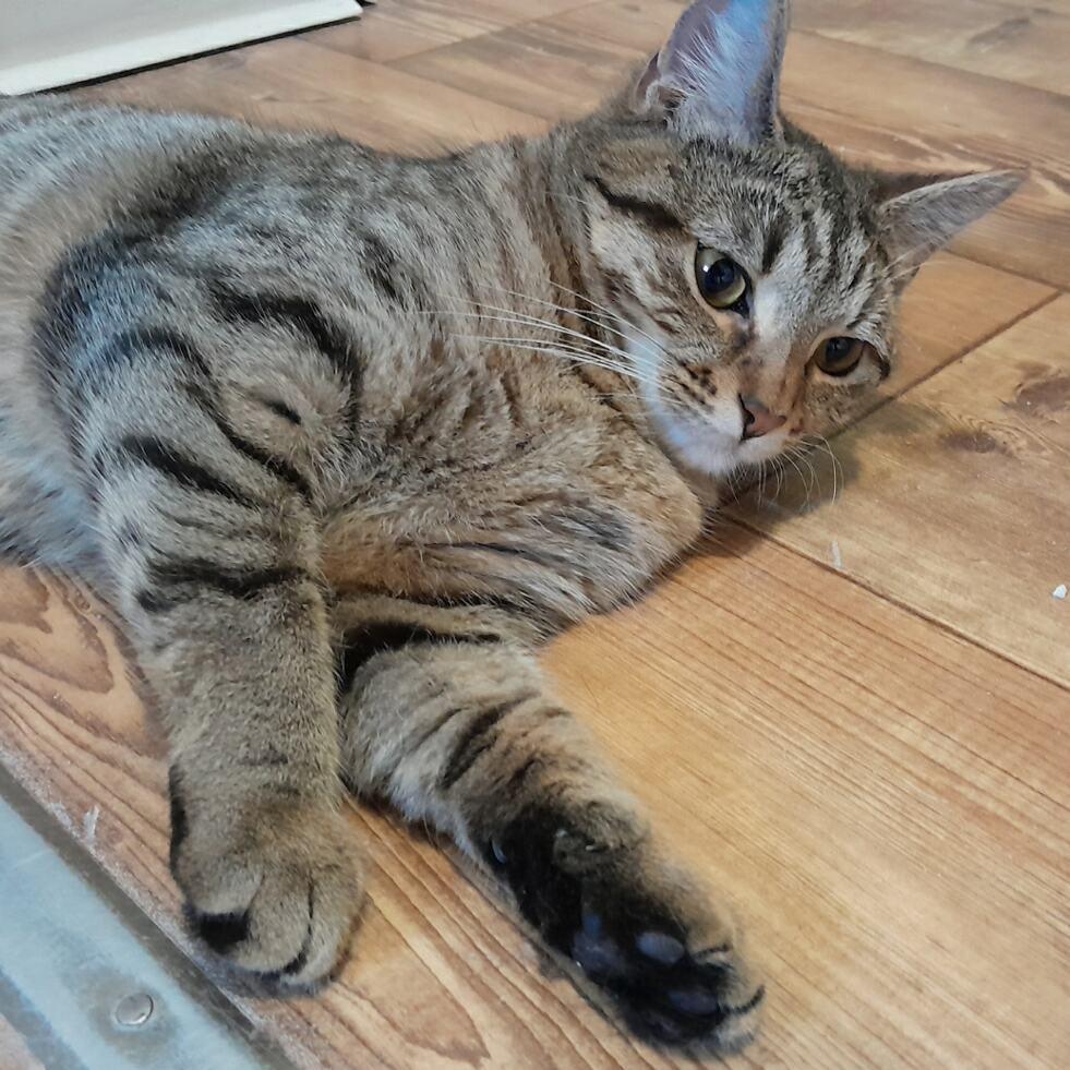 Enlarge Buttercup, a Adoptable Domestic Short Hair in Calverton, NY image 2/4