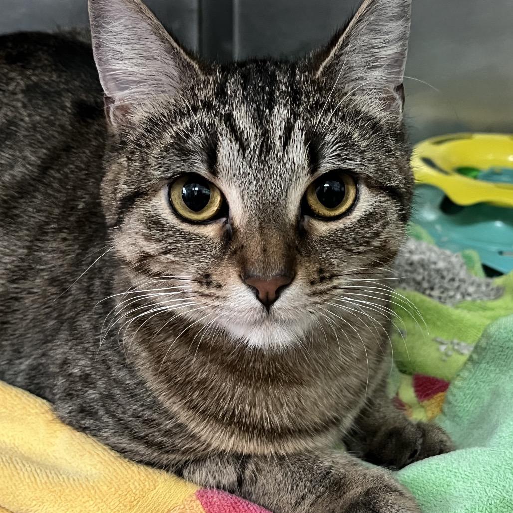 Enlarge Buttercup, a Adoptable Domestic Short Hair in Calverton, NY image 3/4