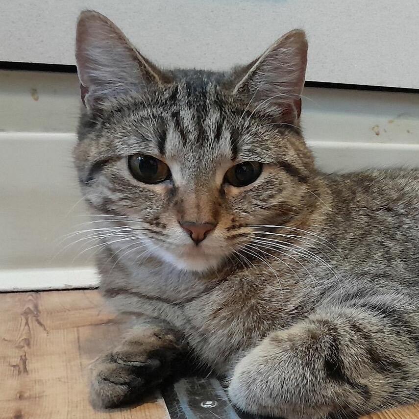 Enlarge Buttercup, a Adoptable Domestic Short Hair in Calverton, NY image 4/4