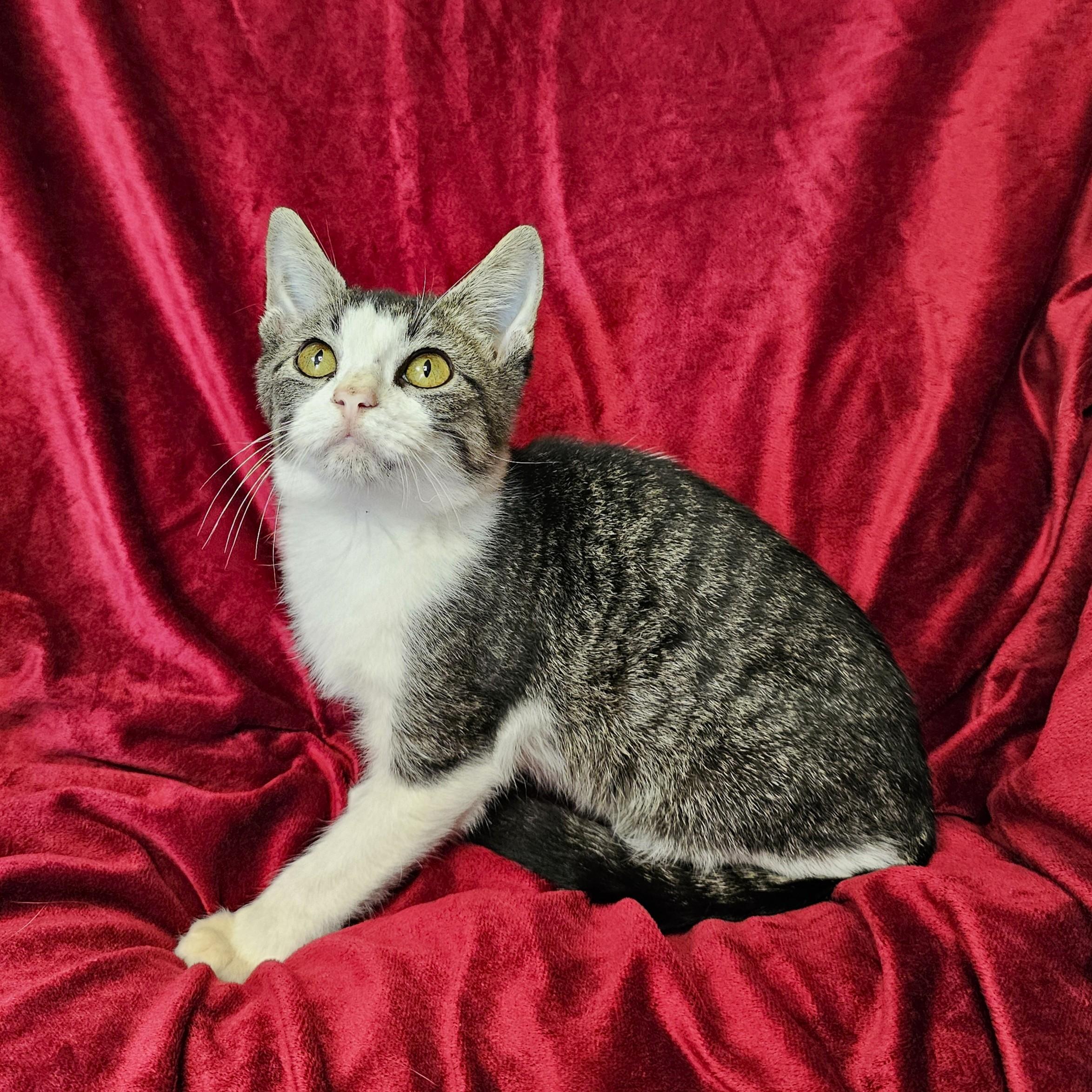 Enlarge Barry, a Adoptable Domestic Short Hair in Searcy, AR image 1/3