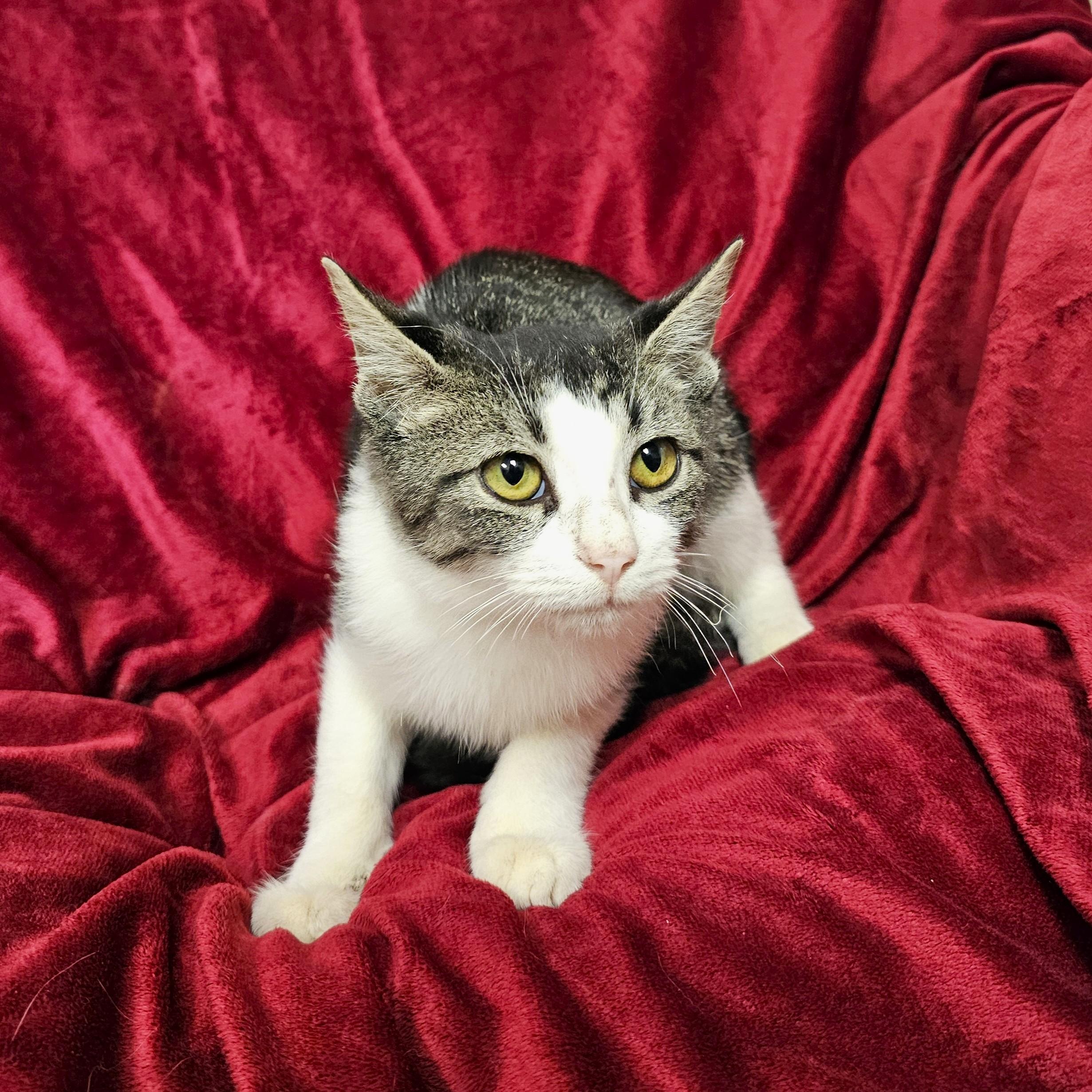 Enlarge Barry, a Adoptable Domestic Short Hair in Searcy, AR image 2/3
