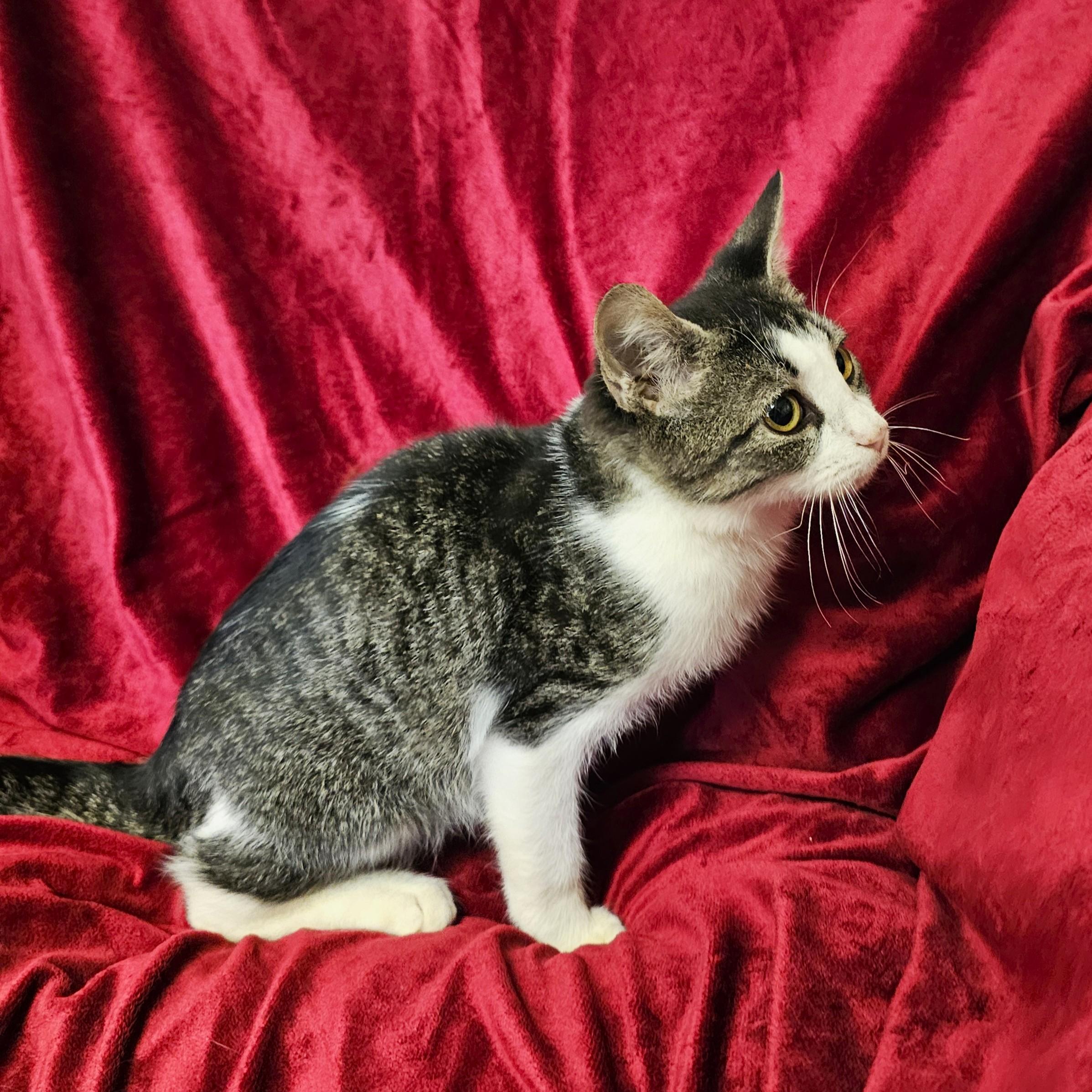 Enlarge Barry, a Adoptable Domestic Short Hair in Searcy, AR image 3/3