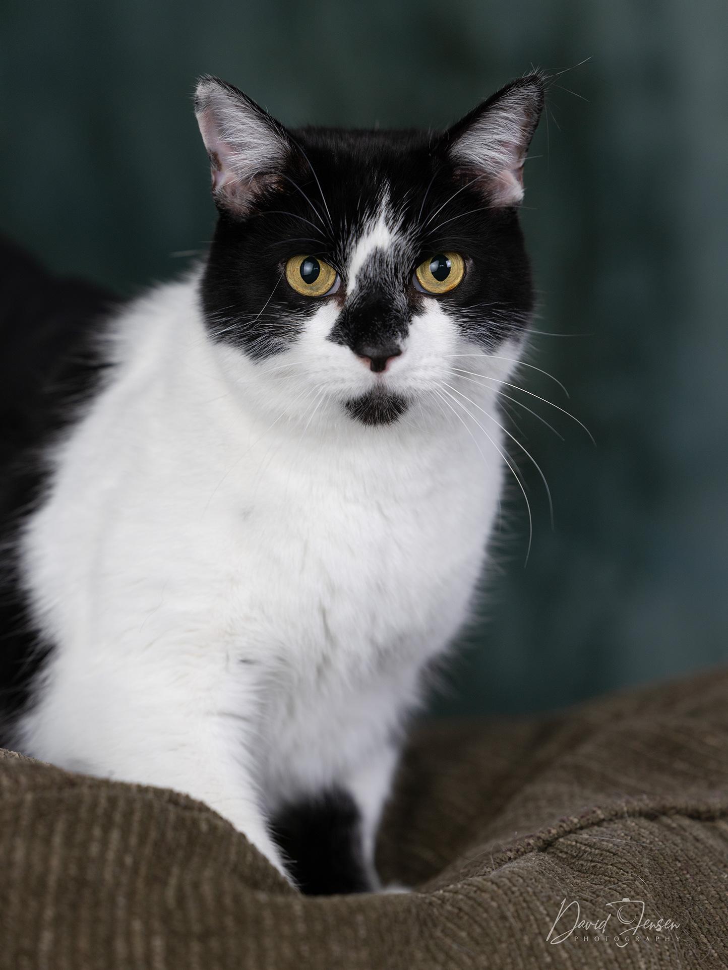 Enlarge Sam, a ADOPTABLE Domestic Short Hair in Anchorage, AK image 1/1