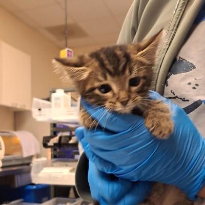 Hugo, Adoptable, Kitten Male Domestic Short Hair & Domestic Short Hair.