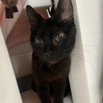 True Black, Adoptable, Adult Female Domestic Medium Hair.