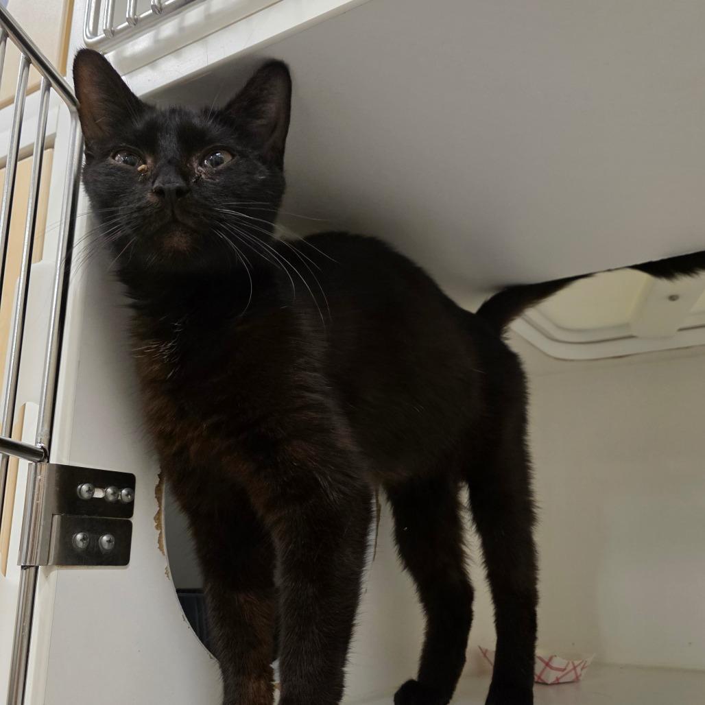 True Black, a Adoptable Domestic Medium Hair in Phoenix, AZ image 2/2