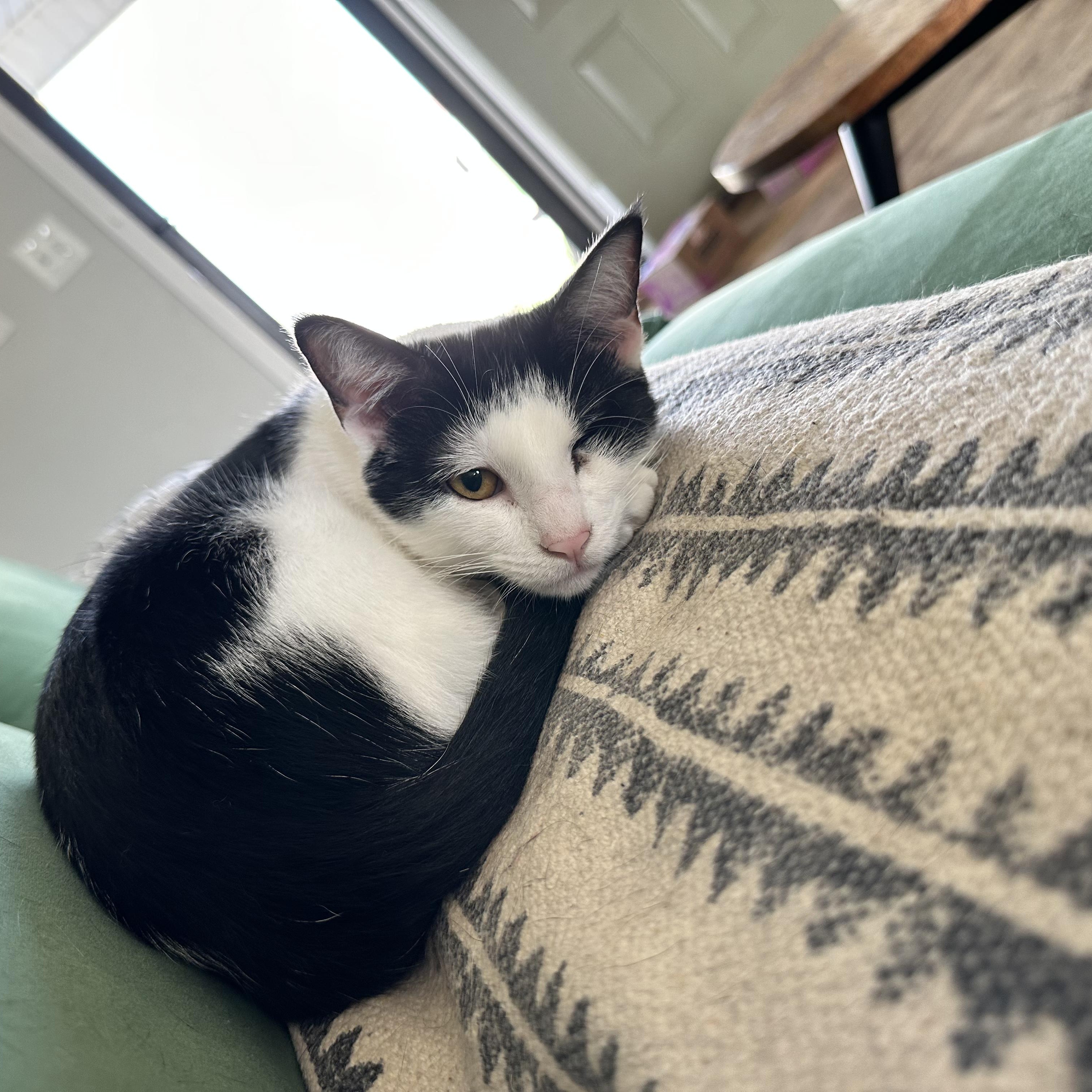 Enlarge Figgy (and Cloud), a Adoptable Domestic Short Hair in Nashville, TN image 4/6