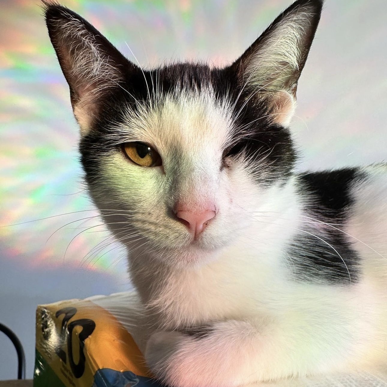 Figgy (and Cloud), Young Male Domestic Short Hair