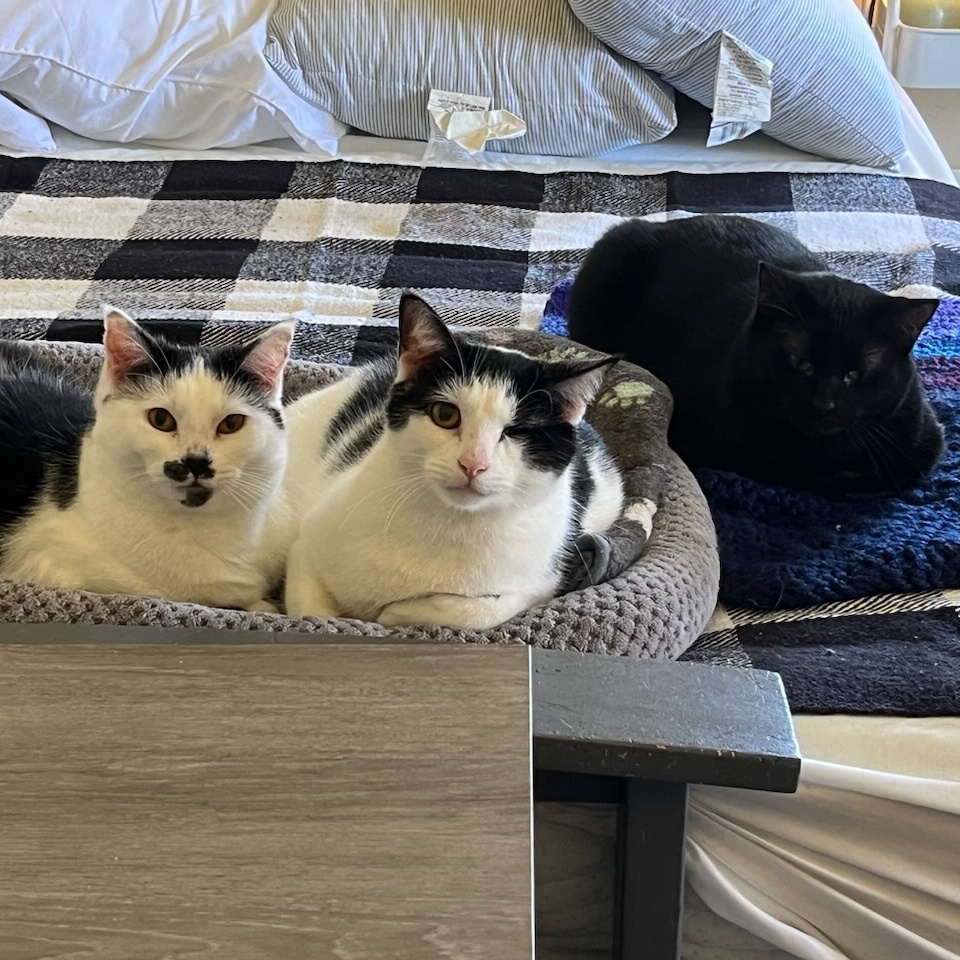 Enlarge Figgy (and Cloud), a Adoptable Domestic Short Hair in Nashville, TN image 6/6