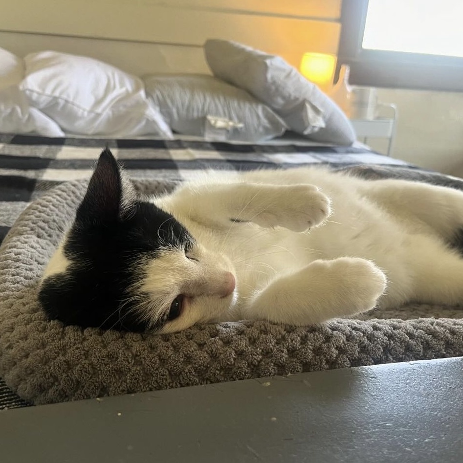 Enlarge Figgy (and Cloud), a Adoptable Domestic Short Hair in Nashville, TN image 2/6