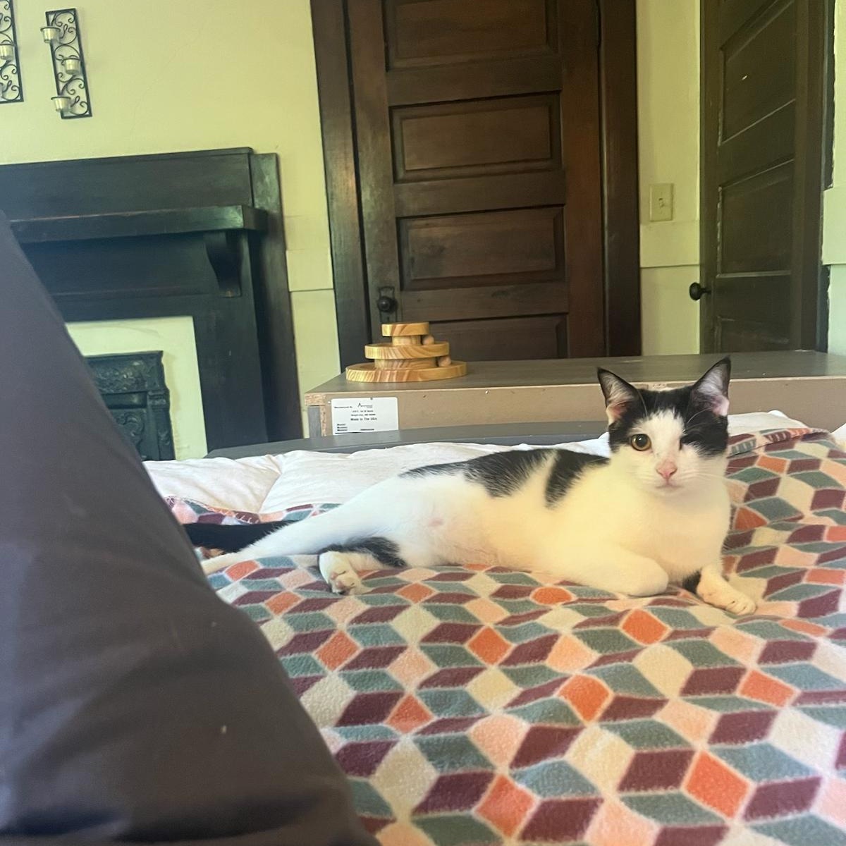 Enlarge Figgy (and Cloud), a Adoptable Domestic Short Hair in Nashville, TN image 5/6