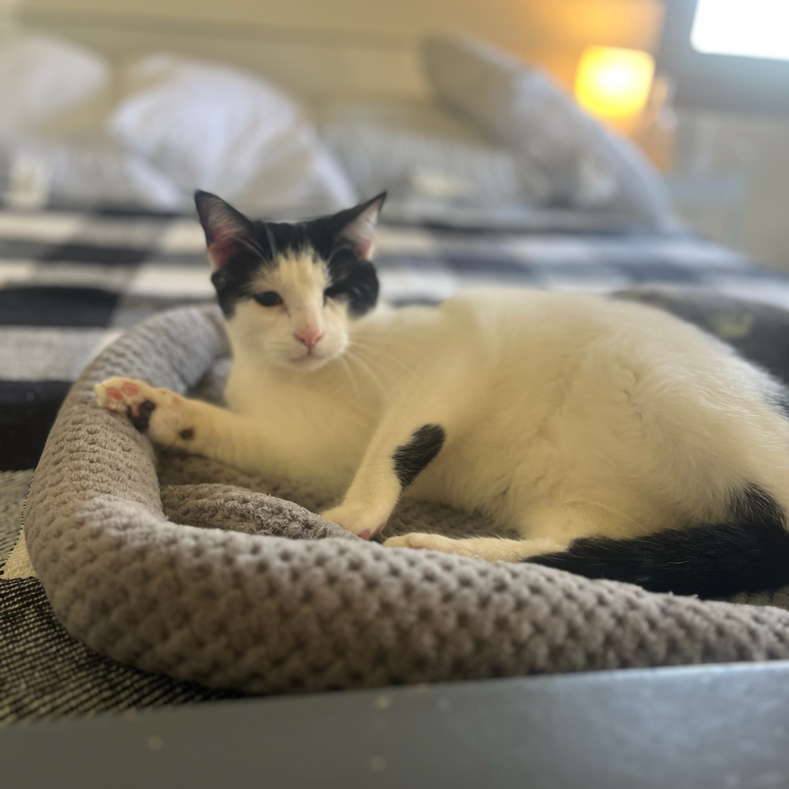 Enlarge Figgy (and Cloud), a Adoptable Domestic Short Hair in Nashville, TN image 3/6