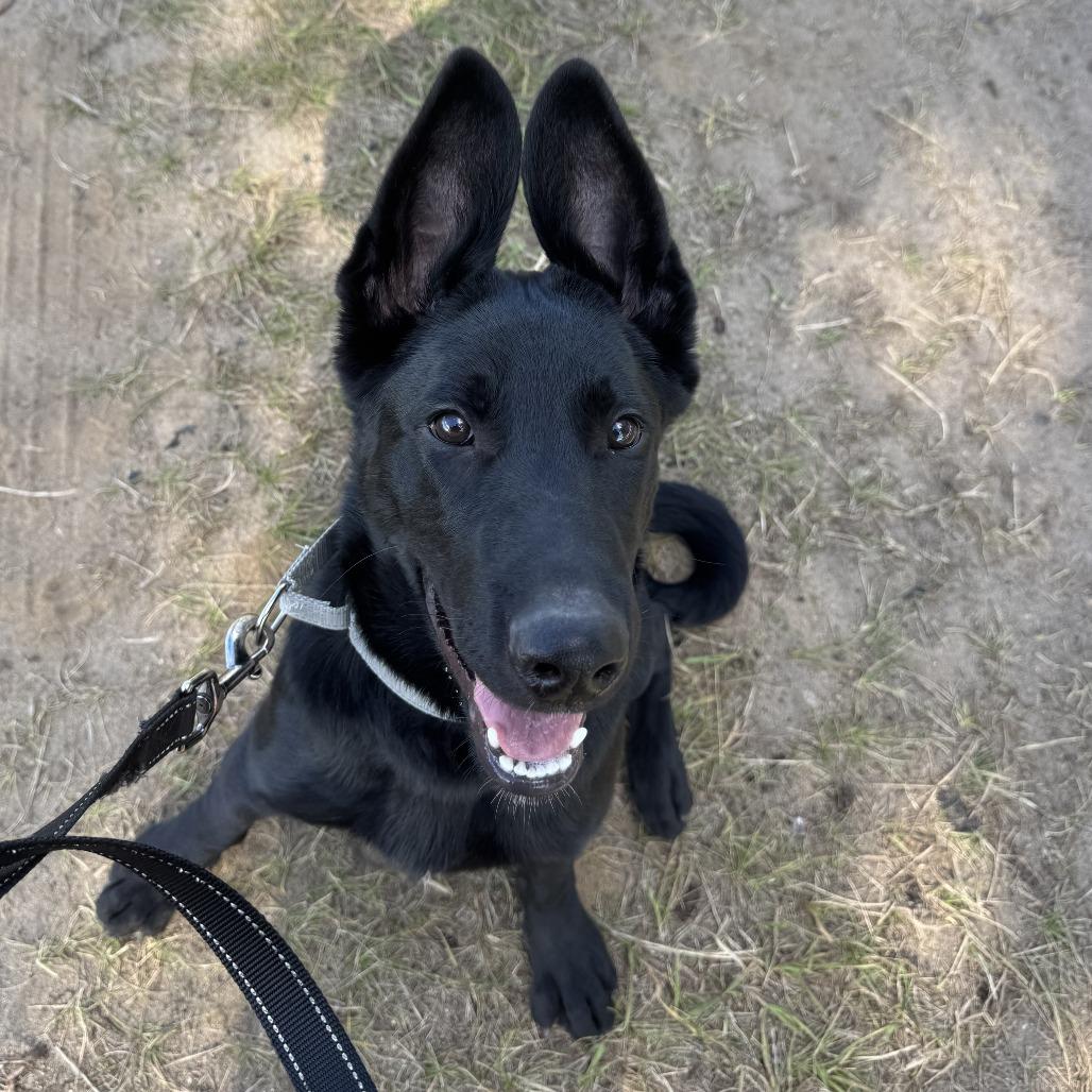 Cinder, Adoptable, Puppy Male German Shepherd Dog & Mixed Breed.