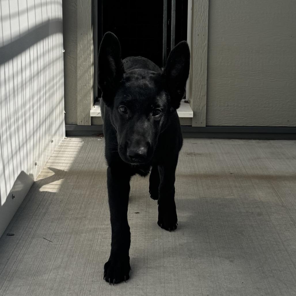 Enlarge Cinder, a Adoptable mixed breed in Wadena, MN image 2/2