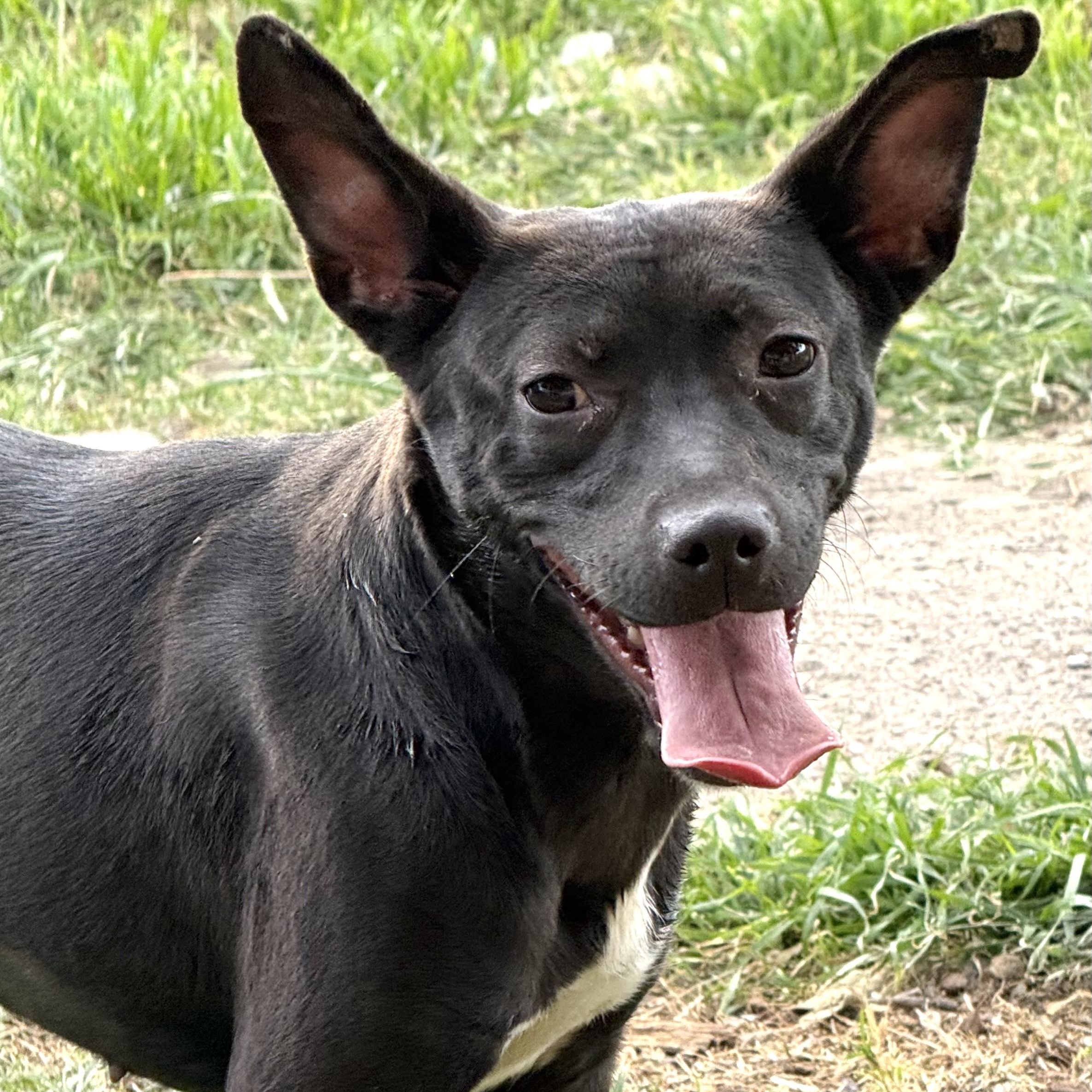 Hayley, a Adoptable mixed breed in Indianapolis, IN image 3/6