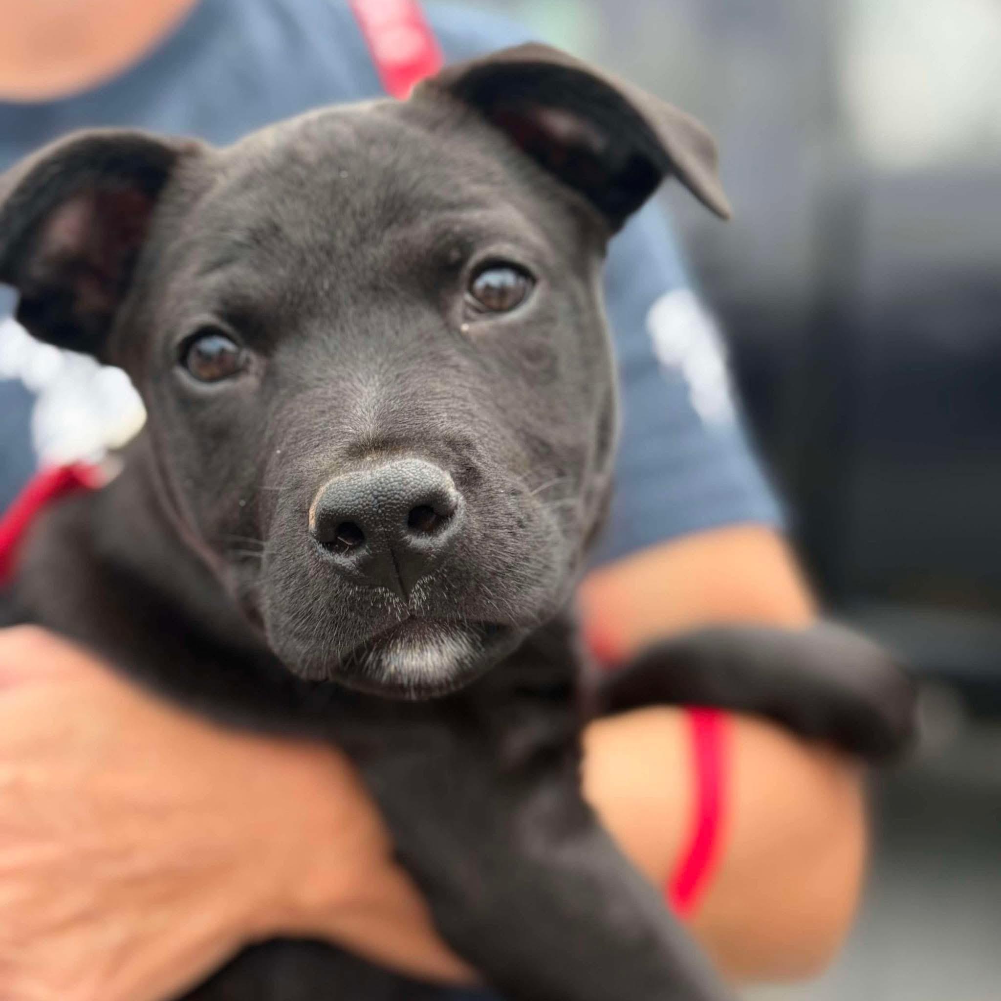 Kiwi, Adopted, Puppy Male Pit Bull Terrier.