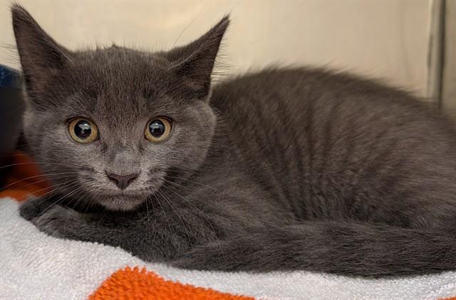 SKADOODLE, Adoptable, Kitten Male Domestic Short Hair.