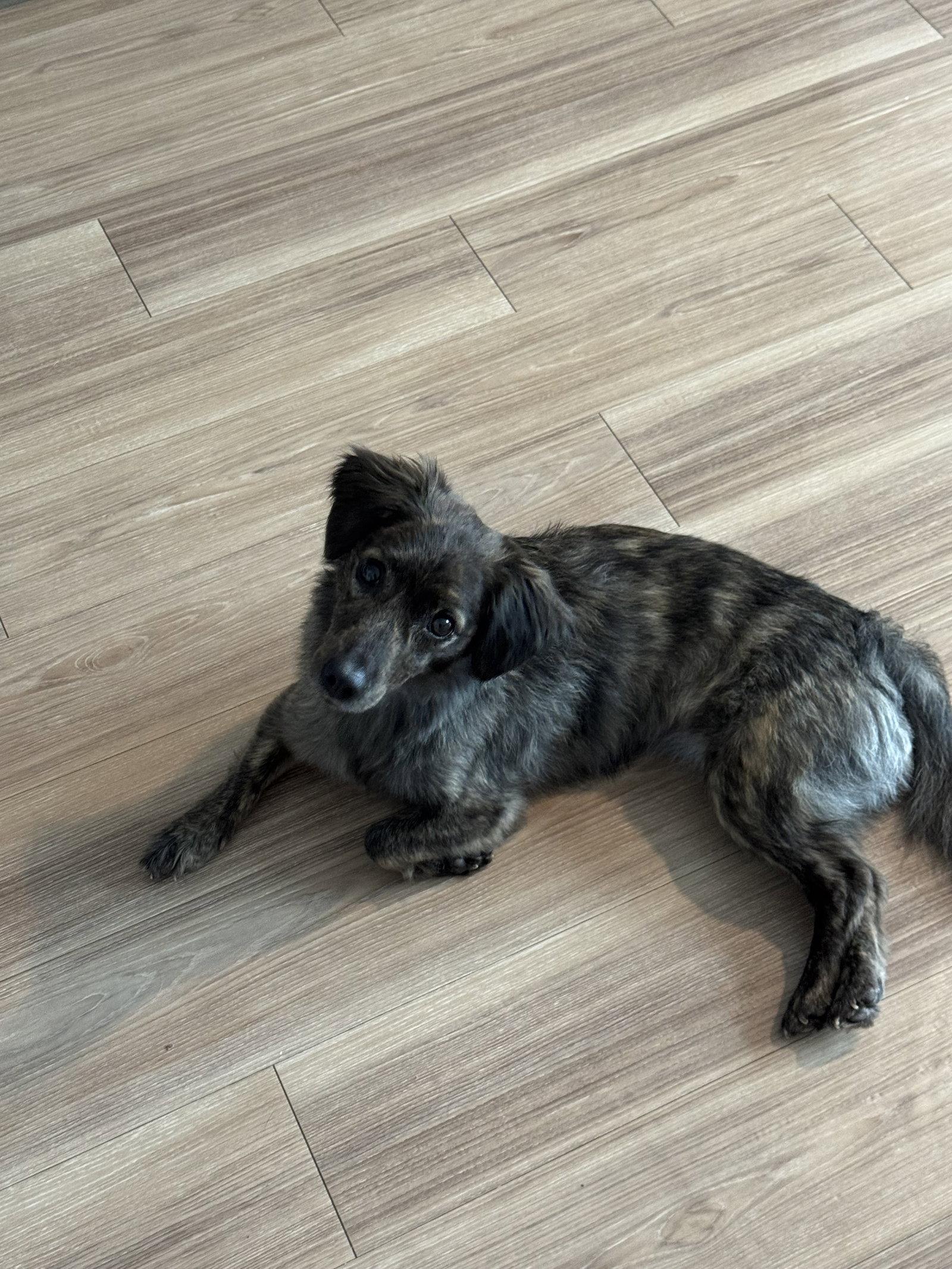 Coco, Adoptable, Young Female Dachshund.