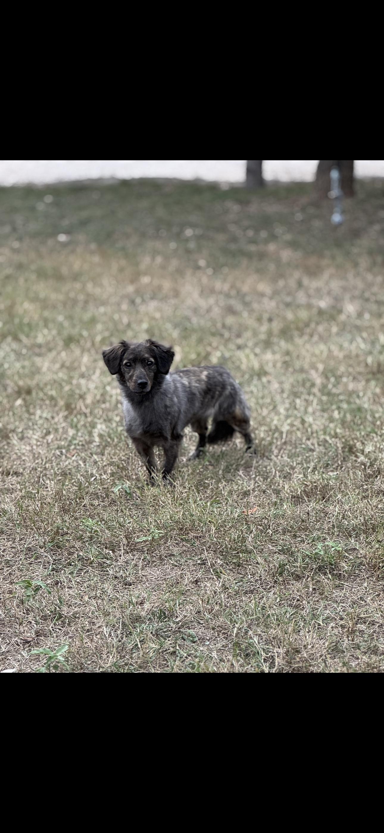 Enlarge Coco, a Adoptable Dachshund in Austin, TX image 2/3