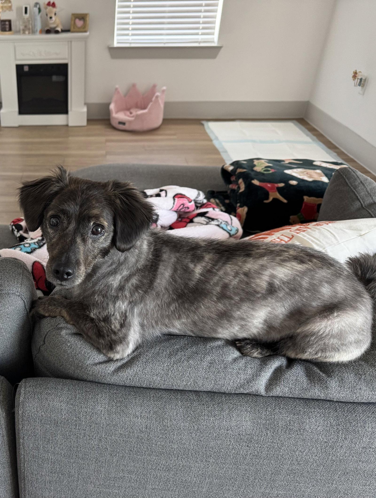 Enlarge Coco, a Adoptable Dachshund in Austin, TX image 3/3