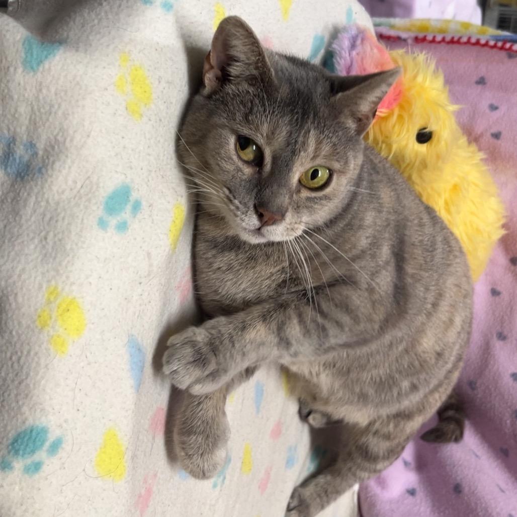 Enlarge Bails, a Adoptable Domestic Short Hair in Monroeville, AL image 2/2