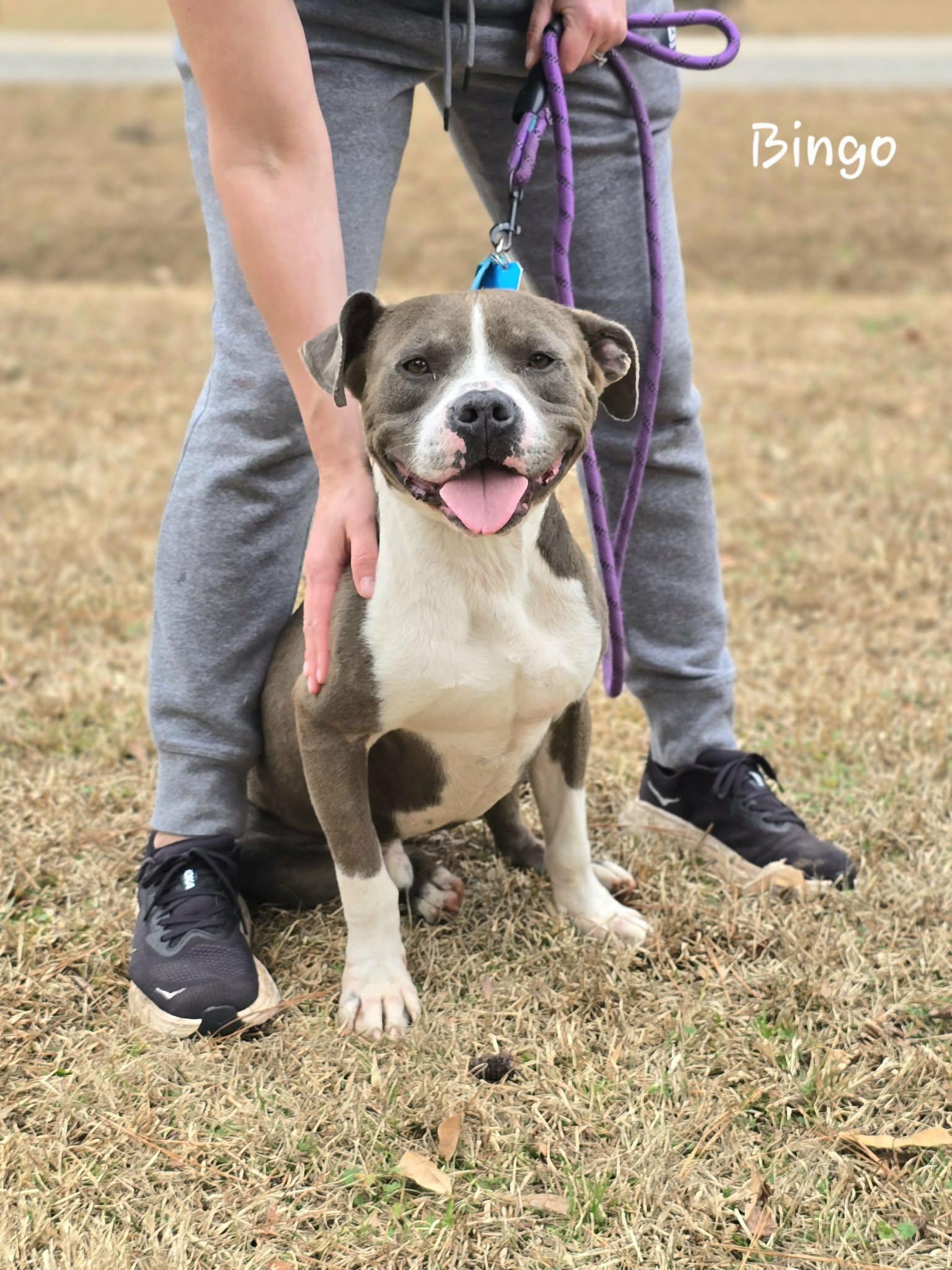 Enlarge Bingo, a ADOPTABLE mixed breed in Bishop, GA image 1/6