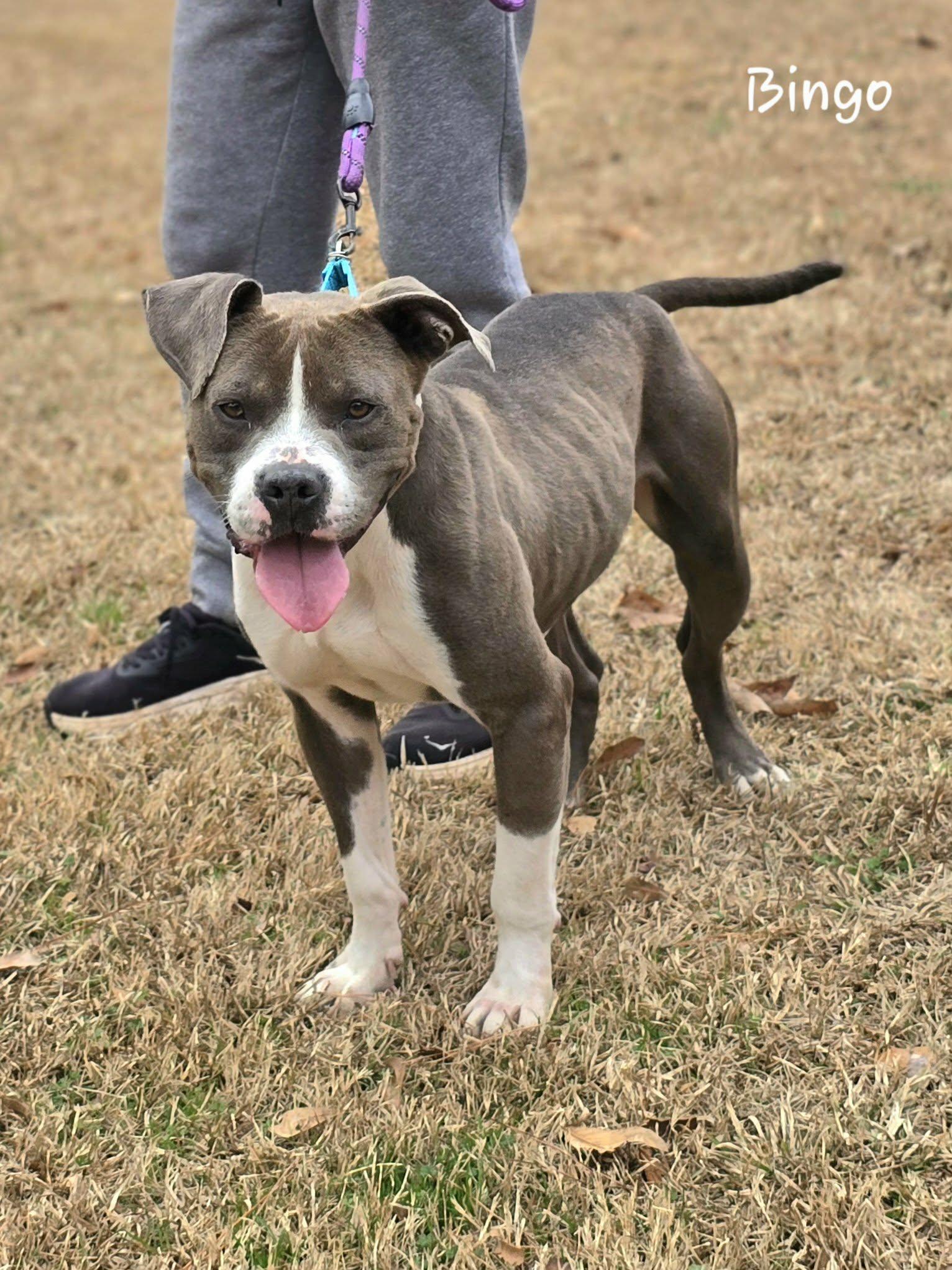 Enlarge Bingo, a ADOPTABLE mixed breed in Bishop, GA image 5/6