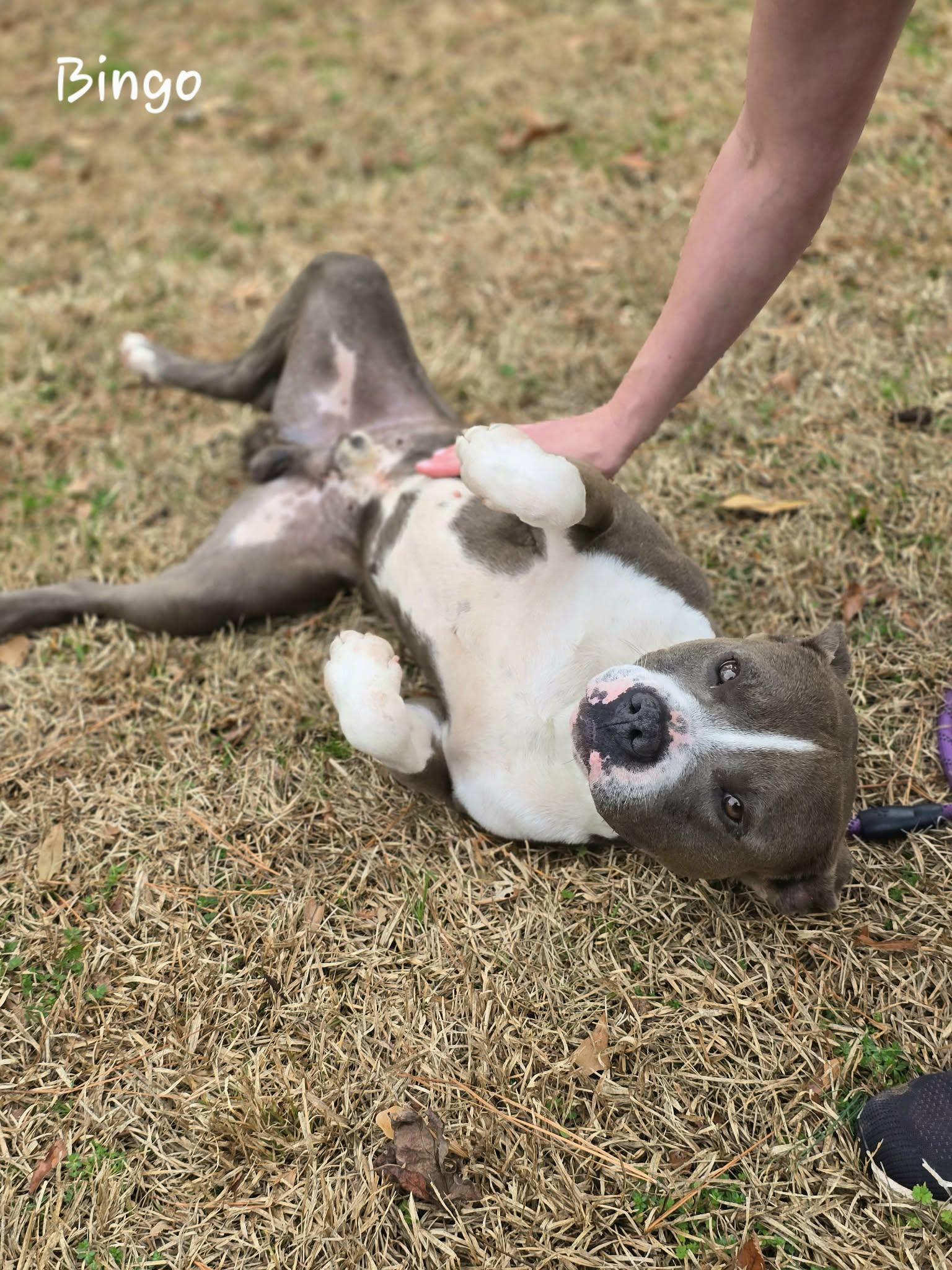 Enlarge Bingo, a ADOPTABLE mixed breed in Bishop, GA image 2/6