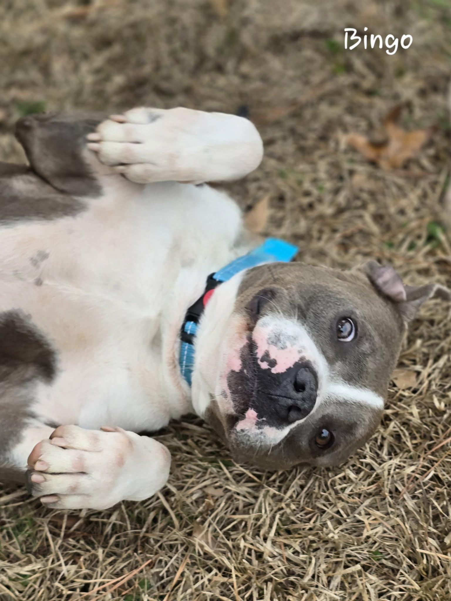Enlarge Bingo, a ADOPTABLE mixed breed in Bishop, GA image 4/6