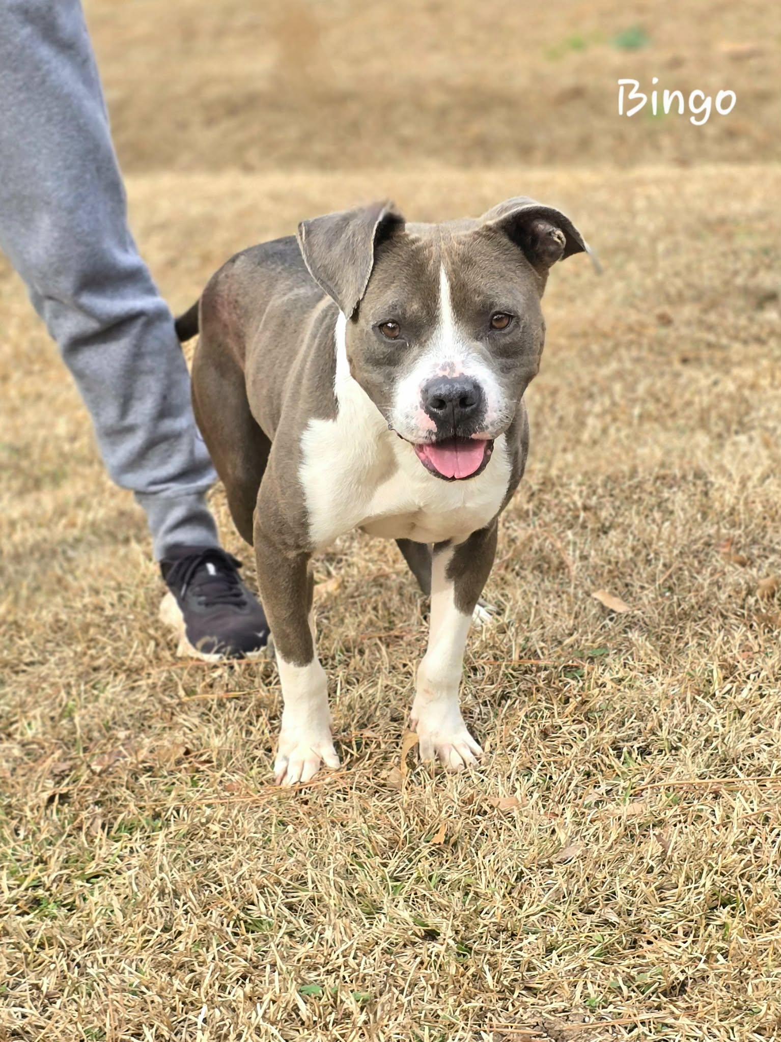 Enlarge Bingo, a ADOPTABLE mixed breed in Bishop, GA image 3/6