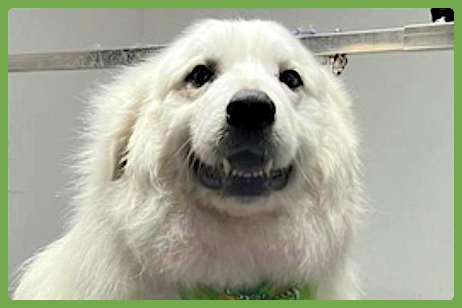 Sampson, adopted, Adult Male Great Pyrenees.