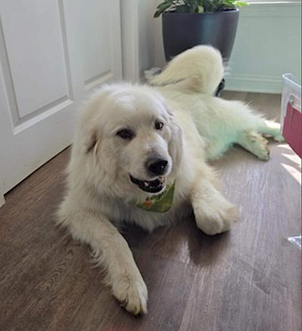 Sampson, an adopted Great Pyrenees in Warrensburg, MO image 2/3