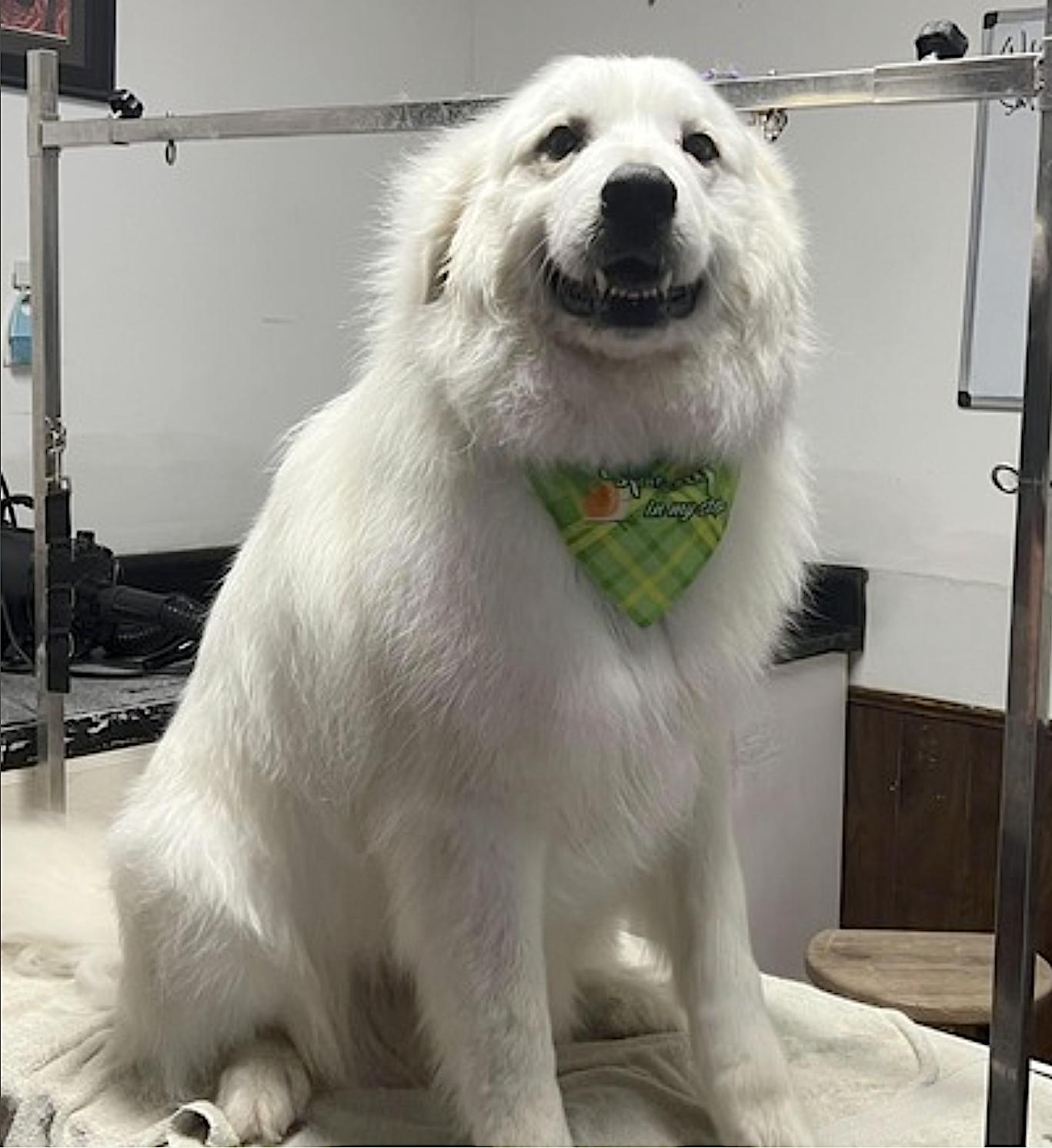 Sampson, an adopted Great Pyrenees in Warrensburg, MO image 3/3