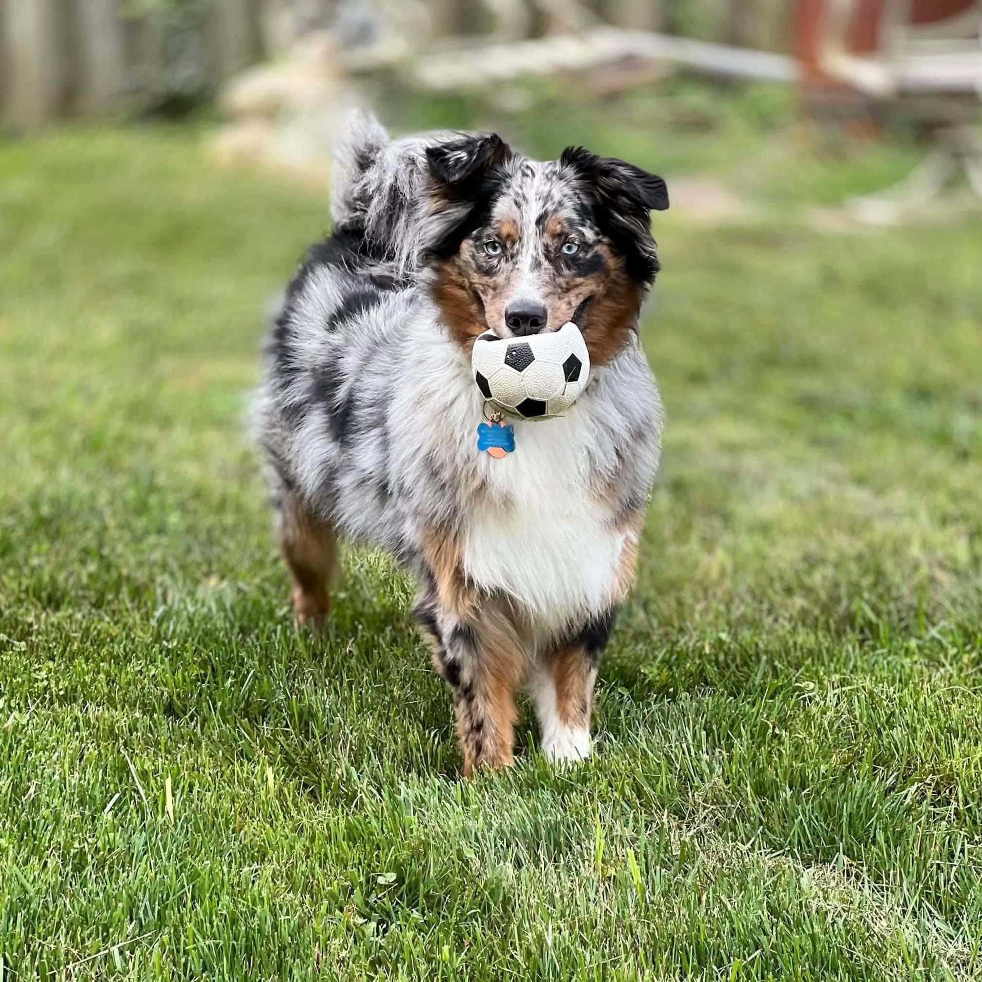Enlarge Ellie, a Adoptable Australian Shepherd in Alexandria, VA image 2/6