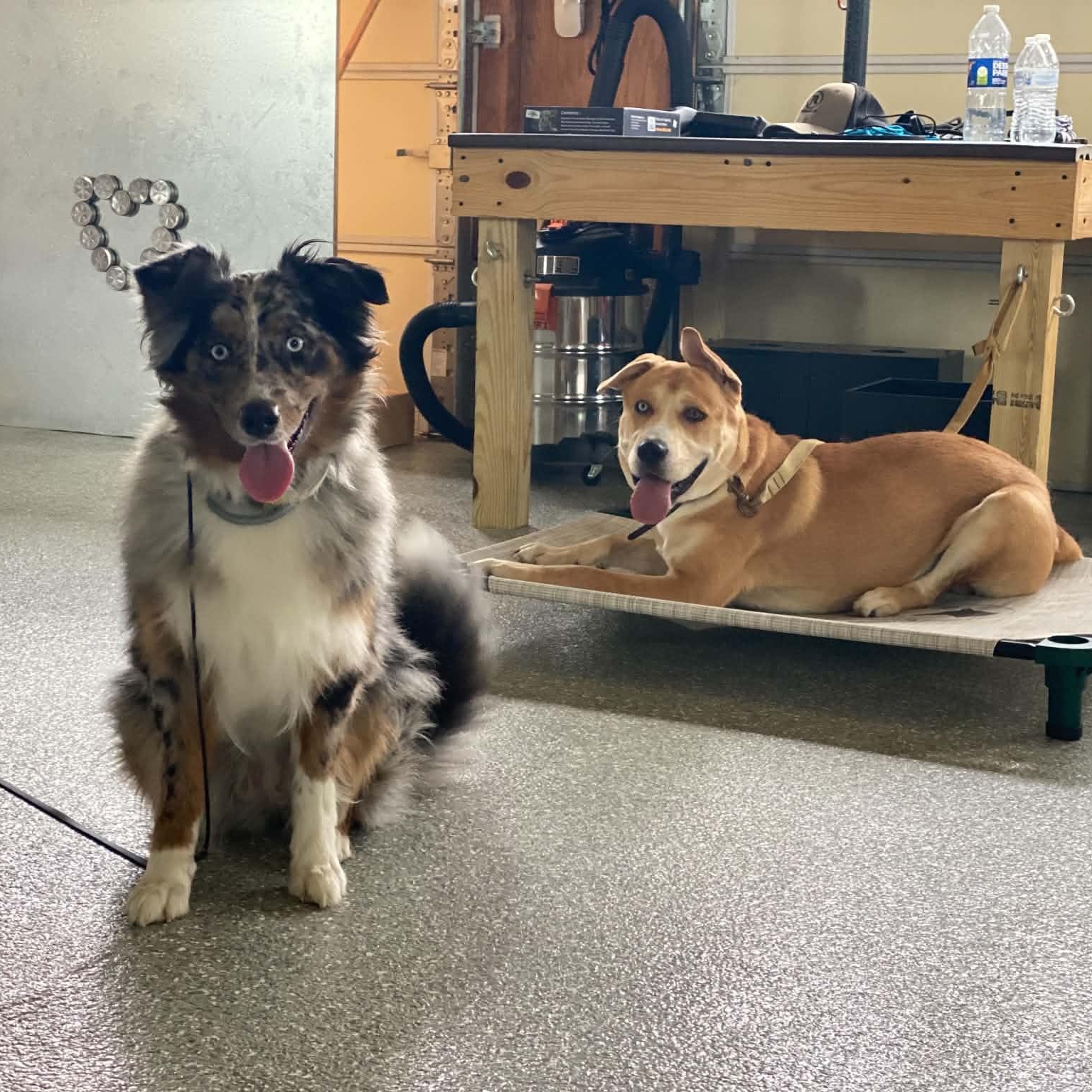 Enlarge Ellie, a Adoptable Australian Shepherd in Alexandria, VA image 4/6