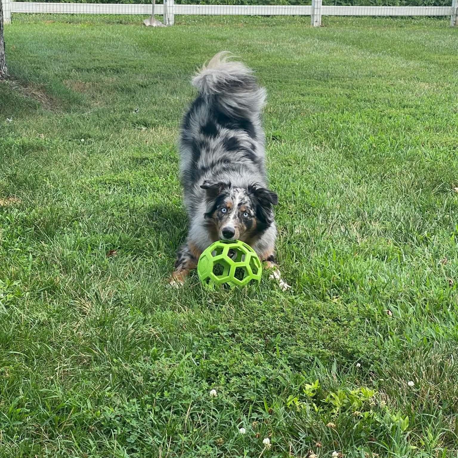 Enlarge Ellie, a Adoptable Australian Shepherd in Alexandria, VA image 6/6