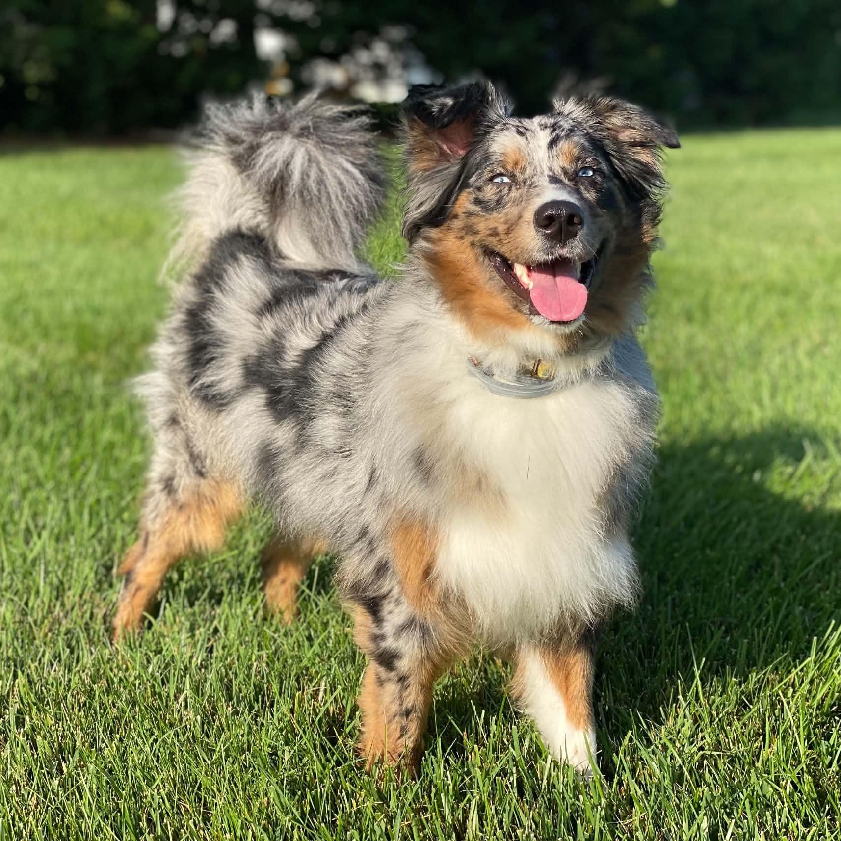 Enlarge Ellie, a Adoptable Australian Shepherd in Alexandria, VA image 1/6