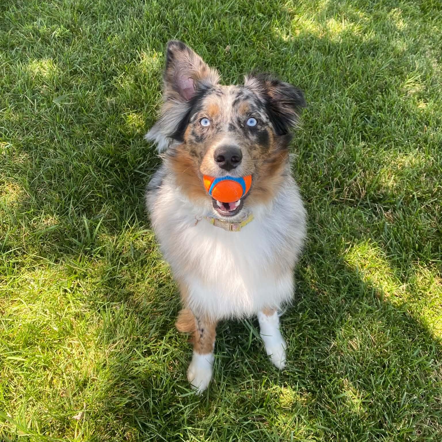 Enlarge Ellie, a Adoptable Australian Shepherd in Alexandria, VA image 3/6