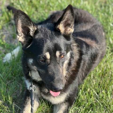 Enlarge Bowie, a Adoptable mixed breed in Harrington, DE image 5/5