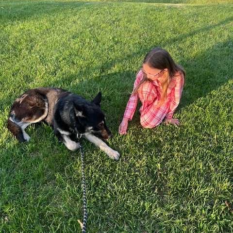 Enlarge Bowie, a Adoptable mixed breed in Harrington, DE image 3/5