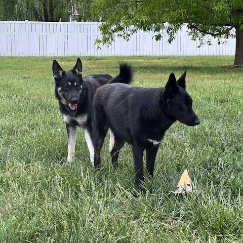 Enlarge Bowie, a Adoptable mixed breed in Harrington, DE image 2/5