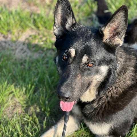 Bowie, Adoptable, Adult Male German Shepherd Dog.