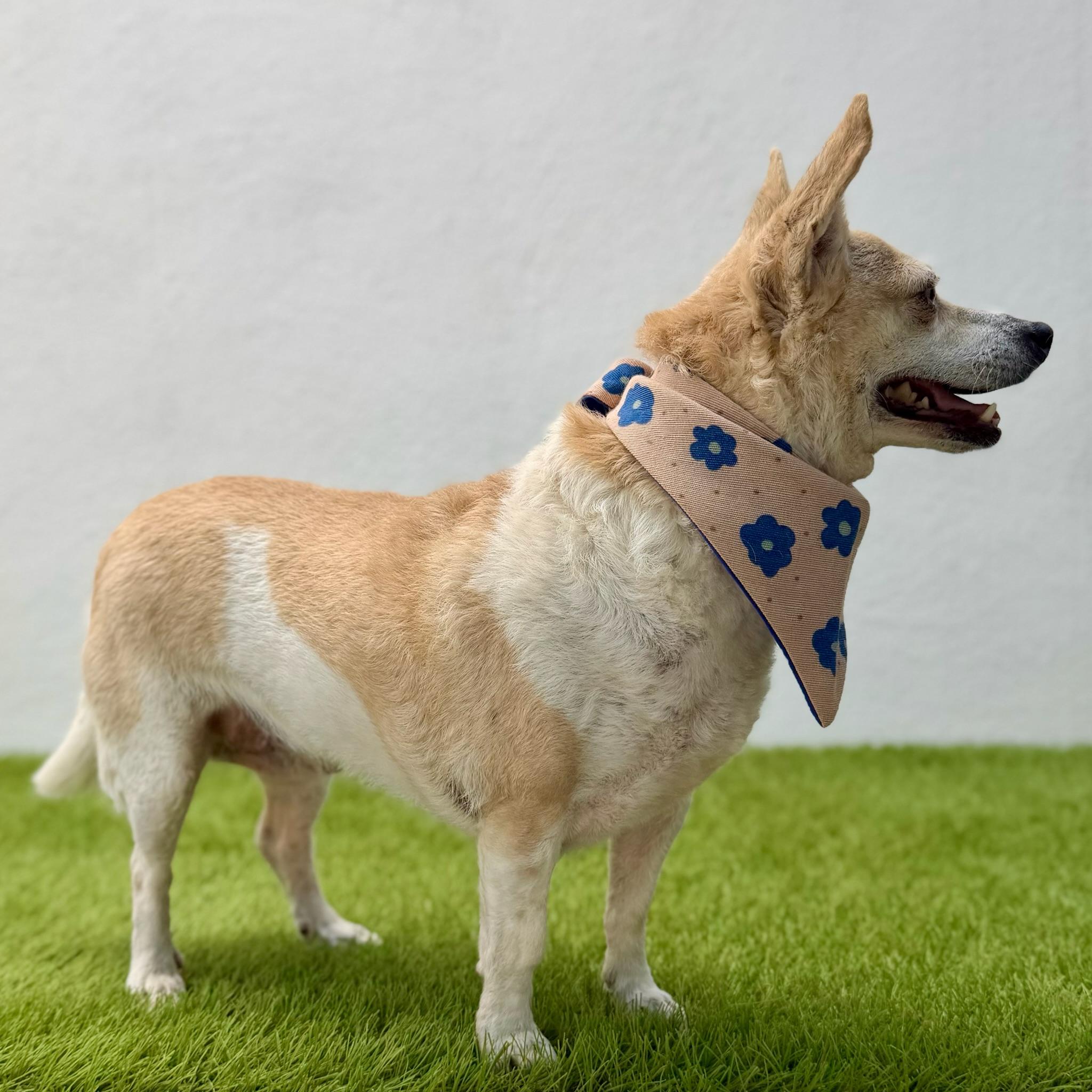 CACHORROS, an adopted mixed breed in La Jolla, CA image 4/4