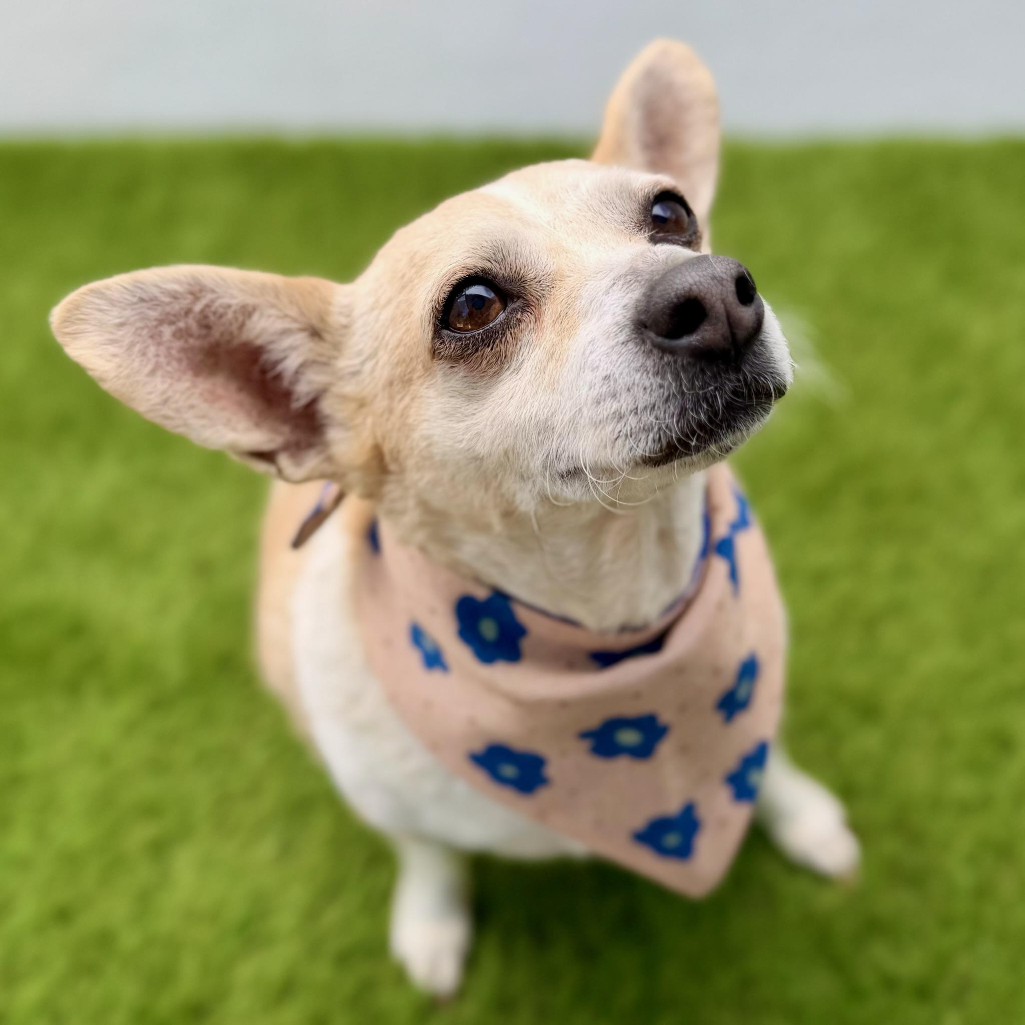 CACHORROS, adopted, Adult Female Chihuahua.