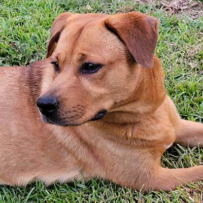 Rhea, a Adoptable mixed breed in Gardiner, NY image 1/5