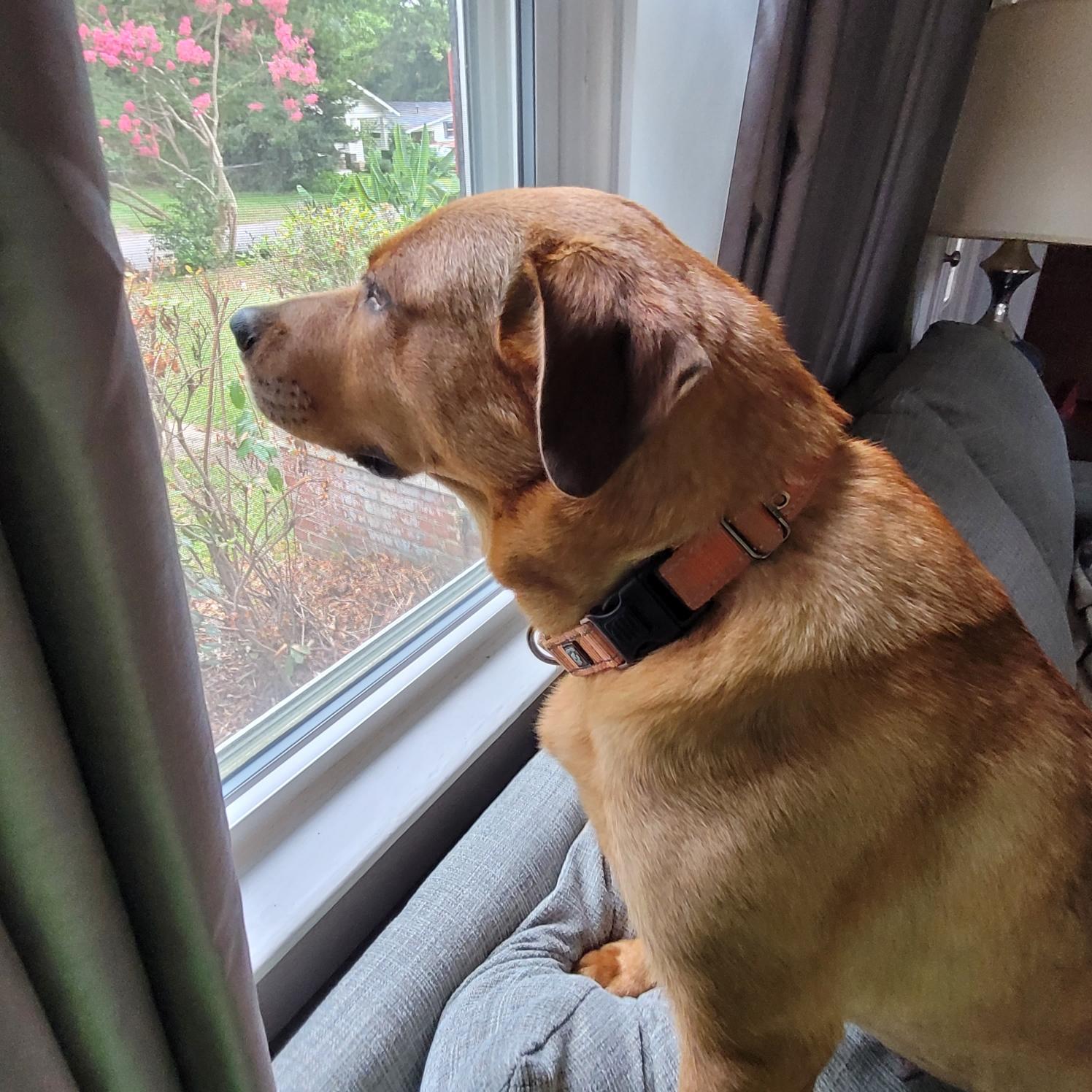 Rhea, a Adoptable mixed breed in Gardiner, NY image 2/5