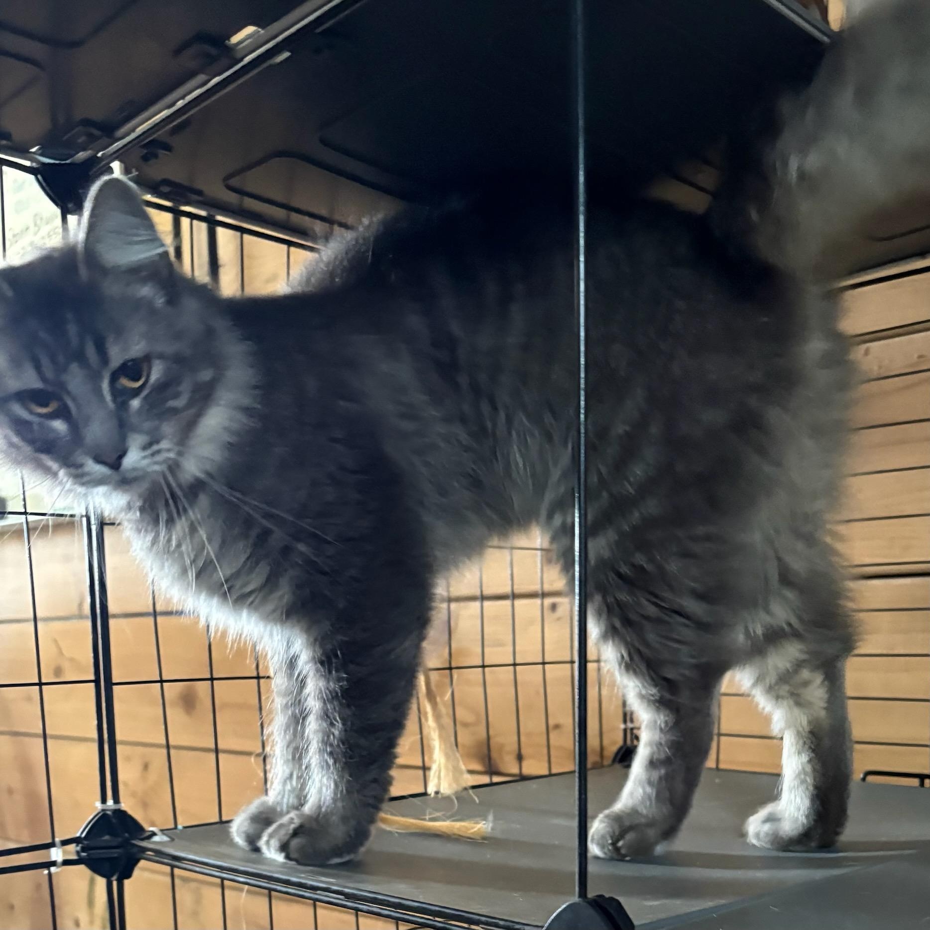 Enlarge Pete, a ADOPTABLE Domestic Medium Hair in Traverse City, MI image 1/1