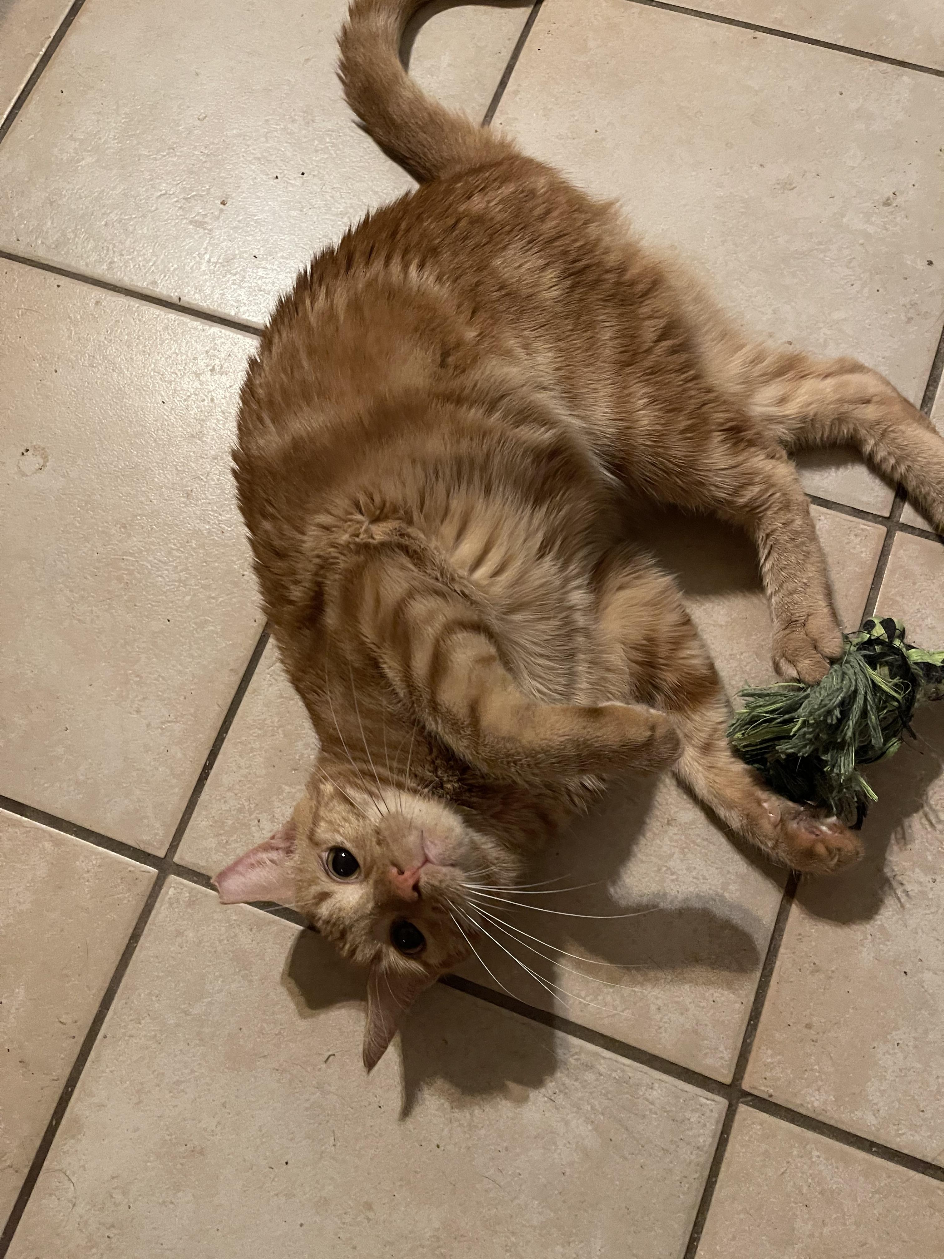 Ginger, Adoptable, Young Male Domestic Short Hair.