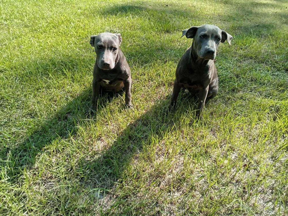 Sadie, a Adoptable mixed breed in Aulac, NB image 1/6