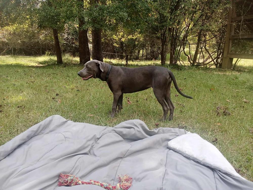 Sadie, a Adoptable mixed breed in Aulac, NB image 2/6